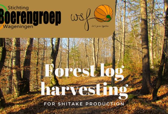 Harvesting logs for mushrooms