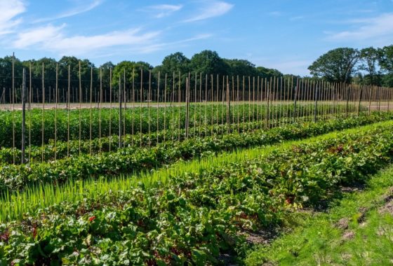 Help out and Camping at Herenboeren Goedentijd